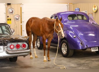 American Quarter Horse, Hengst, 1 Jahr, Rotfuchs