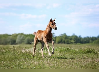 American Quarter Horse, Hengst, 1 Jahr, Rotfuchs