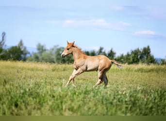 American Quarter Horse, Hengst, 1 Jahr, Rotfuchs