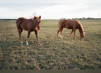 American Quarter Horse, Hengst, 1 Jahr, Rotfuchs
