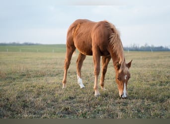 American Quarter Horse, Hengst, 1 Jahr, Rotfuchs