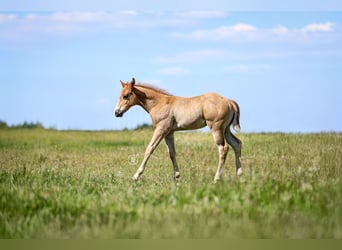 American Quarter Horse, Hengst, 1 Jahr, Rotfuchs