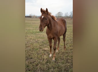 American Quarter Horse, Hengst, 1 Jahr, Rotfuchs
