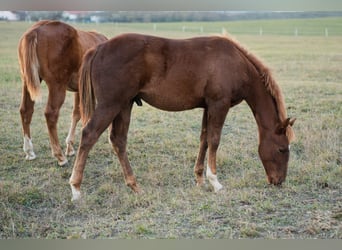 American Quarter Horse, Hengst, 1 Jahr, Rotfuchs