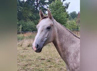 American Quarter Horse, Hengst, 1 Jahr, Schimmel