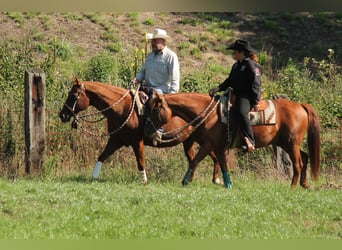 American Quarter Horse, Hengst, 20 Jaar, 149 cm, Donkere-vos