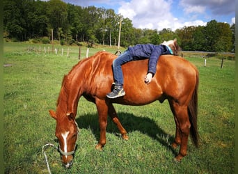 American Quarter Horse, Hengst, 20 Jaar, 149 cm, Donkere-vos