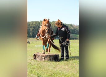 American Quarter Horse, Hengst, 20 Jaar, 149 cm, Donkere-vos