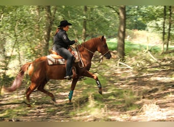 American Quarter Horse, Hengst, 20 Jaar, 149 cm, Donkere-vos