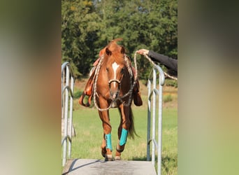 American Quarter Horse, Hengst, 20 Jaar, 149 cm, Donkere-vos