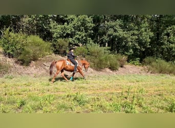 American Quarter Horse, Hengst, 20 Jaar, 149 cm, Donkere-vos