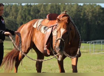 American Quarter Horse, Hengst, 20 Jaar, 149 cm, Donkere-vos