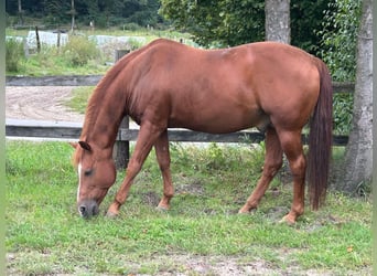 American Quarter Horse, Hengst, 20 Jaar, 149 cm, Donkere-vos