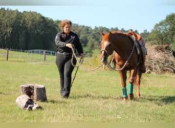 American Quarter Horse, Hengst, 20 Jaar, 149 cm, Donkere-vos