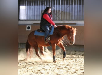 American Quarter Horse, Hengst, 20 Jaar, 149 cm, Vos