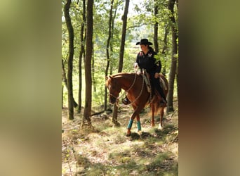 American Quarter Horse, Hengst, 20 Jahre, 149 cm, Dunkelfuchs