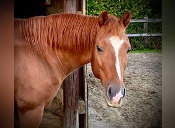 American Quarter Horse, Hengst, 20 Jahre, 149 cm, Fuchs