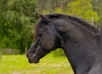 American Quarter Horse, Hengst, 23 Jaar, 150 cm, Zwart