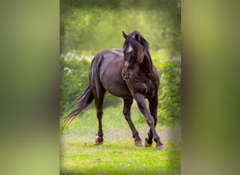 American Quarter Horse, Hengst, 23 Jaar, 150 cm, Zwart