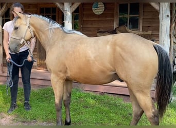 American Quarter Horse, Hengst, 2 Jaar, 130 cm, Buckskin