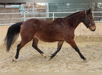 American Quarter Horse, Hengst, 2 Jaar, 140 cm, Bruin