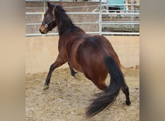 American Quarter Horse, Hengst, 2 Jaar, 140 cm, Bruin