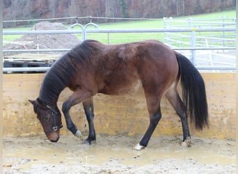 American Quarter Horse, Hengst, 2 Jaar, 140 cm, Bruin