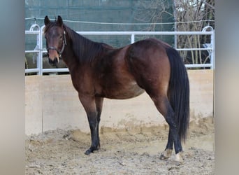 American Quarter Horse, Hengst, 2 Jaar, 140 cm, Bruin