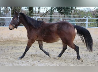 American Quarter Horse, Hengst, 2 Jaar, 140 cm, Bruin