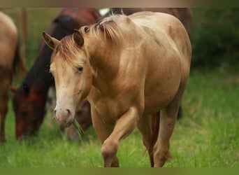 American Quarter Horse, Hengst, 2 Jaar, 140 cm, Champagne