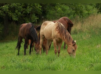 American Quarter Horse, Hengst, 2 Jaar, 140 cm, Champagne