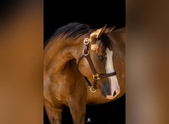 American Quarter Horse, Hengst, 2 Jaar, 140 cm, Falbe