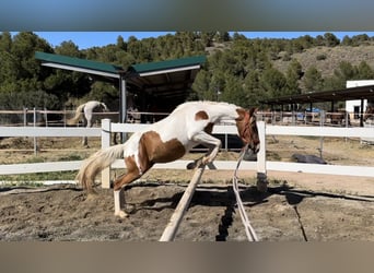 American Quarter Horse Mix, Hengst, 2 Jaar, 140 cm, Gevlekt-paard