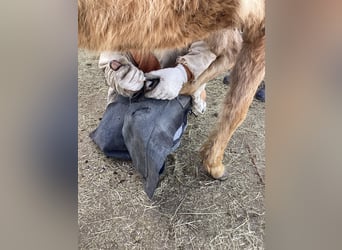 American Quarter Horse, Hengst, 2 Jaar, 140 cm, Palomino