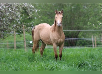 American Quarter Horse, Hengst, 2 Jaar, 142 cm, Champagne