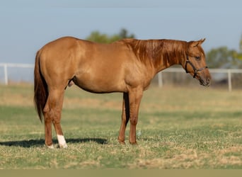 American Quarter Horse, Hengst, 2 Jaar, 142 cm, Red Dun