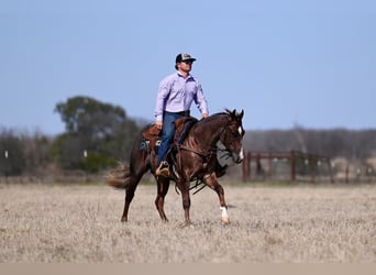 American Quarter Horse, Hengst, 2 Jaar, 142 cm, Roan-Red