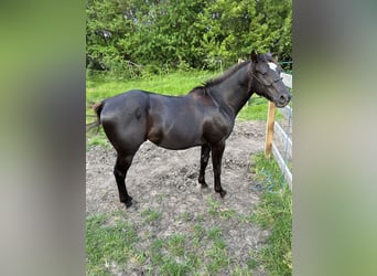 American Quarter Horse, Hengst, 2 Jaar, 142 cm, Roodbruin