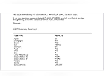 American Quarter Horse, Hengst, 2 Jaar, 142 cm, Zwartbruin