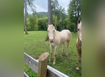 American Quarter Horse, Hengst, 2 Jaar, 144 cm, Cremello