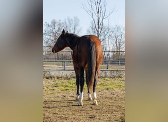 American Quarter Horse, Hengst, 2 Jaar, 145 cm, Bruin