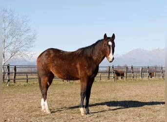 American Quarter Horse, Hengst, 2 Jaar, 145 cm, Bruin