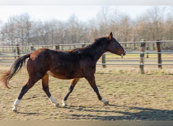 American Quarter Horse, Hengst, 2 Jaar, 145 cm, Bruin