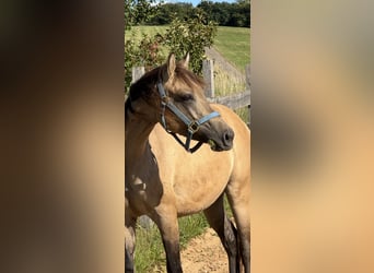 American Quarter Horse, Hengst, 2 Jaar, 145 cm, Buckskin