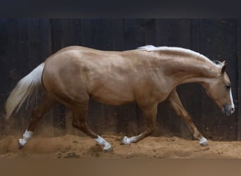 American Quarter Horse, Hengst, 2 Jaar, 145 cm, Palomino