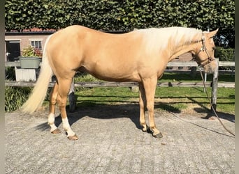 American Quarter Horse, Hengst, 2 Jaar, 145 cm, Palomino