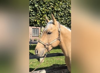 American Quarter Horse, Hengst, 2 Jaar, 145 cm, Palomino