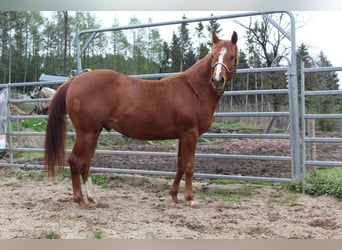 American Quarter Horse, Hengst, 2 Jaar, 145 cm, Vos