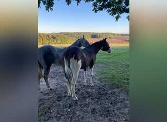 American Quarter Horse, Hengst, 2 Jaar, 145 cm