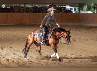 American Quarter Horse, Hengst, 2 Jaar, 146 cm, Palomino